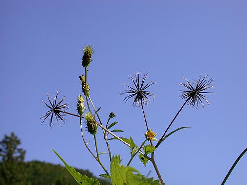 Bidens pilosa